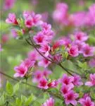 Japanische Azalee 'Silvester' - Rhododendron obt.'Silvester' II