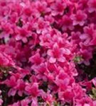 Japanische Azalee 'Silvester' - Rhododendron obt.'Silvester' II