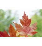 Ahorn 'Autumn Blaze' -R- - Acer rubrum 'Autumn Blaze' -R-