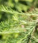 Japan.Hänge-Lärche - Larix kaempferi 'Stiff Weeper' - Baum
