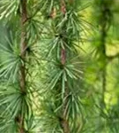 Japan.Hänge-Lärche - Larix kaempferi 'Stiff Weeper' - Baum