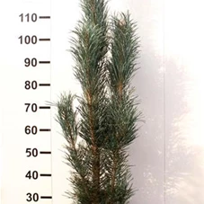 Pinus sylvestris 'Fastigiata', 3xv mB 125- 150