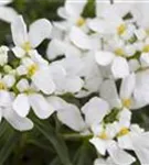 Immergrüne Garten-Schleifenblume - Iberis sempervirens 'Appen-Etz'