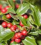 Alaska-Stechpalme - Ilex aquif.'Alaska'