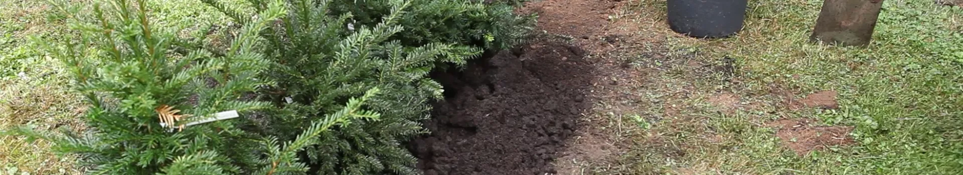 Hecke - Einpflanzen im Garten