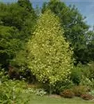 Goldgelber Tulpenbaum - Liriodendron tulipifera 'Aureomarginatum'