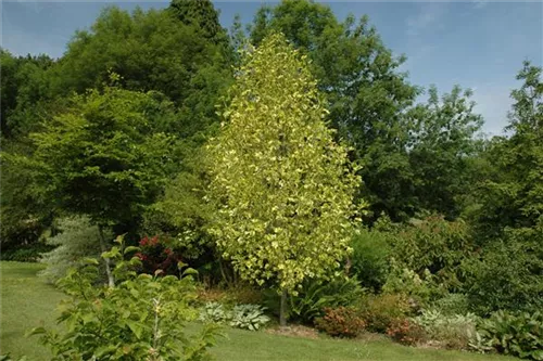 Goldgelber Tulpenbaum - Liriodendron tulipifera 'Aureomarginatum'