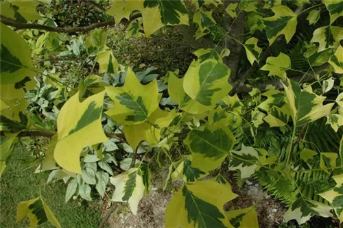 Goldgelber Tulpenbaum - Liriodendron tulipifera 'Aureomarginatum'