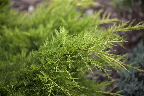 Gelber Strauchwacholder - Juniperus media 'Gold Coast'