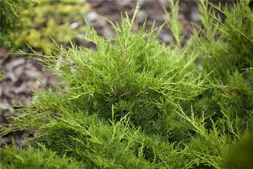 Gelber Strauchwacholder - Juniperus media 'Gold Coast'