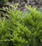 Gelber Strauchwacholder - Juniperus media 'Gold Coast'