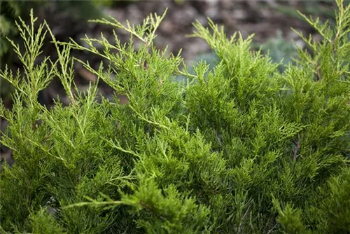 Gelber Strauchwacholder - Juniperus media 'Gold Coast'