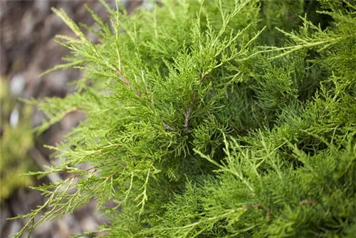 Gelber Strauchwacholder - Juniperus media 'Gold Coast'