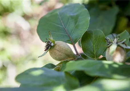 Cydonia 'Konstantinop.Apfelquitte' CAC - Quitte 'Konstantinopeler Apfelquitte'