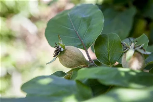 Quitte 'Konstantinopeler Apfelquitte' - Cydonia 'Konstantinop.Apfelquitte' CAC