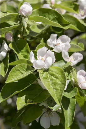 Quitte 'Konstantinopeler Apfelquitte' - Cydonia 'Konstantinop.Apfelquitte' CAC