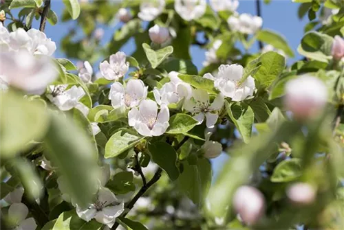 Quitte 'Konstantinopeler Apfelquitte' - Cydonia 'Konstantinop.Apfelquitte' CAC