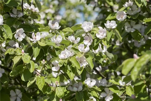 Quitte 'Konstantinopeler Apfelquitte' - Cydonia 'Konstantinop.Apfelquitte' CAC