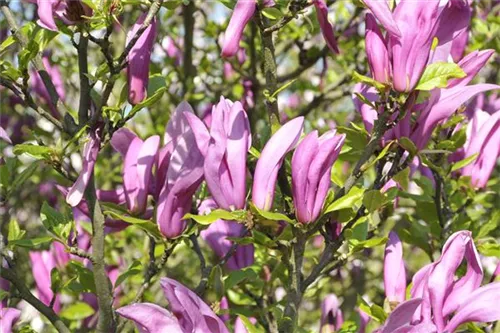 Purpurmagnolie 'Betty' - Magnolia liliiflora 'Betty'