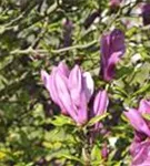 Purpurmagnolie 'Betty' - Magnolia liliiflora 'Betty'