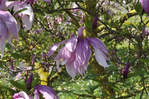 Purpurmagnolie 'Betty' - Magnolia liliiflora 'Betty'