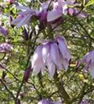 Purpurmagnolie 'Betty' - Magnolia liliiflora 'Betty'