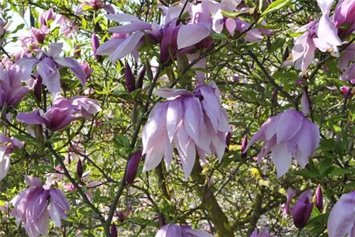 Purpurmagnolie 'Betty' - Magnolia liliiflora 'Betty'