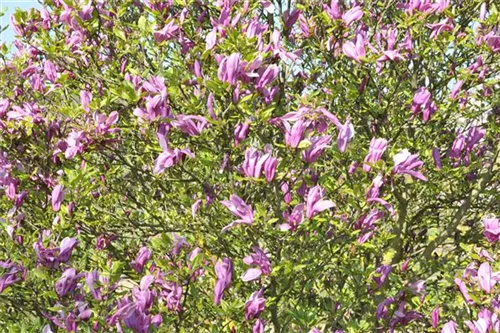 Purpurmagnolie 'Betty' - Magnolia liliiflora 'Betty'