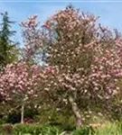 Purpurmagnolie 'Betty' - Magnolia liliiflora 'Betty'