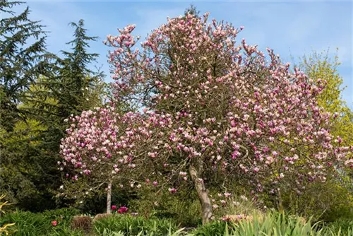 Purpurmagnolie 'Betty' - Magnolia liliiflora 'Betty'