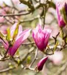 Purpurmagnolie 'Betty' - Magnolia liliiflora 'Betty'