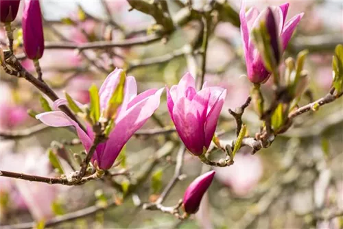 Purpurmagnolie 'Betty' - Magnolia liliiflora 'Betty'