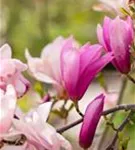 Purpurmagnolie 'Betty' - Magnolia liliiflora 'Betty'