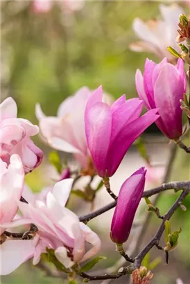 Purpurmagnolie 'Betty' - Magnolia liliiflora 'Betty'