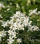 Orangenblume - Choisya ternata 'White Dazzler'