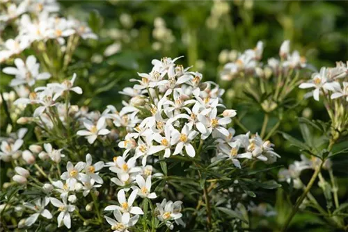 Orangenblume 'Aztec Pearl' - Choisya ternata 'Aztec Pearl'