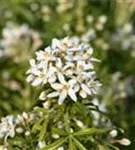 Orangenblume - Choisya ternata 'White Dazzler'