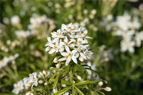 Orangenblume - Choisya ternata 'White Dazzler'