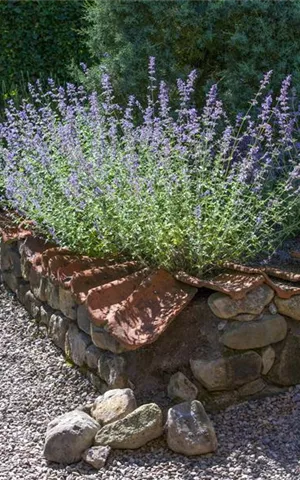 Perovskia atriplicifolia 'Blue Spire'