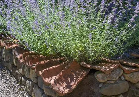 Perovskia atriplicifolia 'Blue Spire' - Blauraute 'Blue Spire'