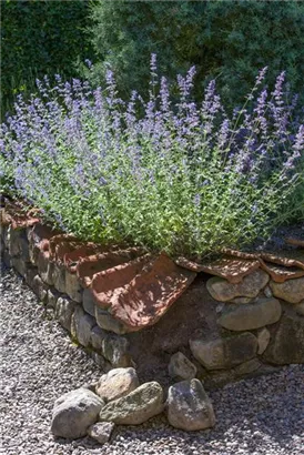 Blauraute 'Blue Spire' - Perovskia atriplicifolia 'Blue Spire'