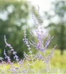 Blauraute 'Blue Spire' - Perovskia atriplicifolia 'Blue Spire'