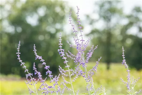 Blauraute 'Blue Spire' - Perovskia atriplicifolia 'Blue Spire'