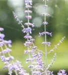 Blauraute 'Blue Spire' - Perovskia atriplicifolia 'Blue Spire'