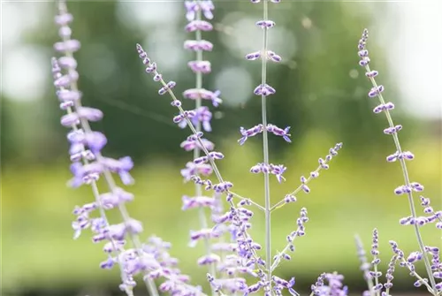 Blauraute 'Blue Spire' - Perovskia atriplicifolia 'Blue Spire'