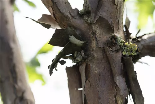 Zimtahorn - Acer griseum