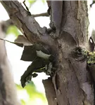 Zimtahorn - Acer griseum