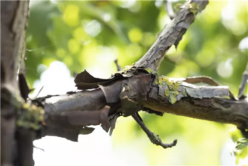 Zimtahorn - Acer griseum