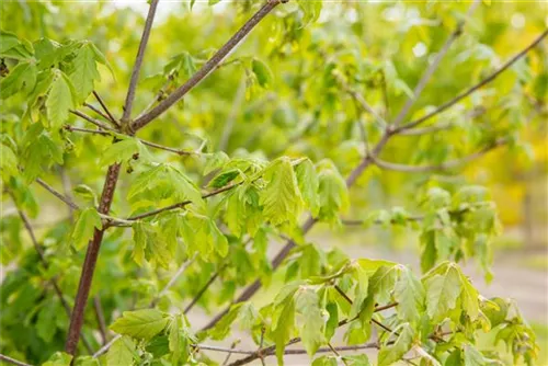 Zimtahorn - Acer griseum