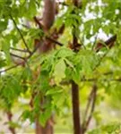 Zimtahorn - Acer griseum